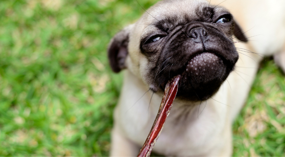 Naturalne gryzaki dla psów (i kotów) – dlaczego są tak ważne?