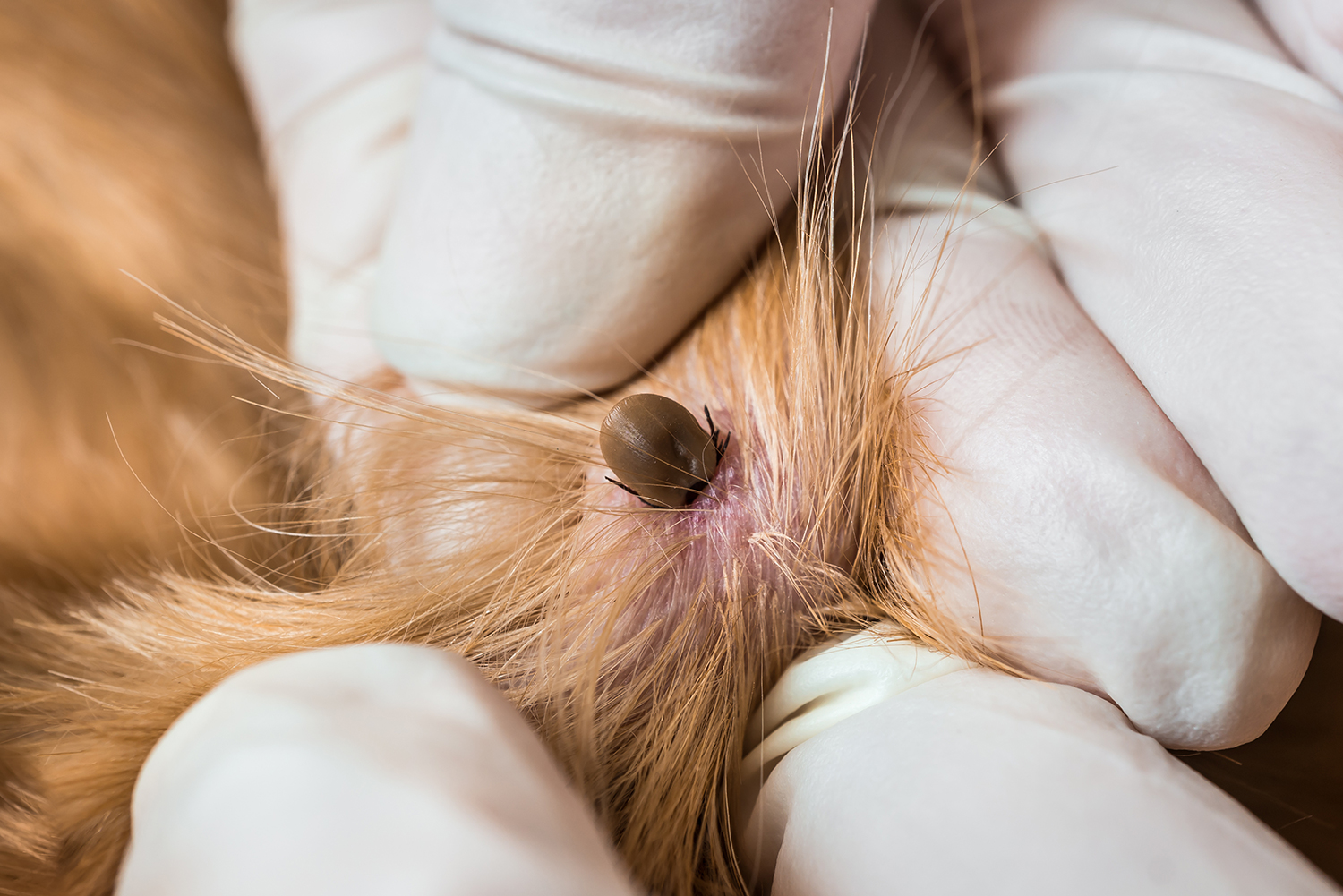 Kleszcze to nie tylko uciążliwe pasożyty – to poważne zagrożenie dla zdrowia, a nawet życia Twojego psa. Przenoszą choroby, które mogą prowadzić do trwałych uszkodzeń narządów lub śmierci zwierzęcia.  ❗ Uwaga: Kleszcze są aktywne przez cały rok, jeśli tem